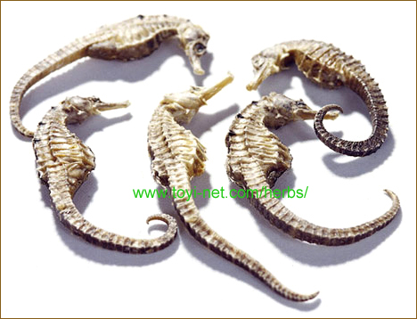 ������A����E��������̃J�C�o�i�C�n�j