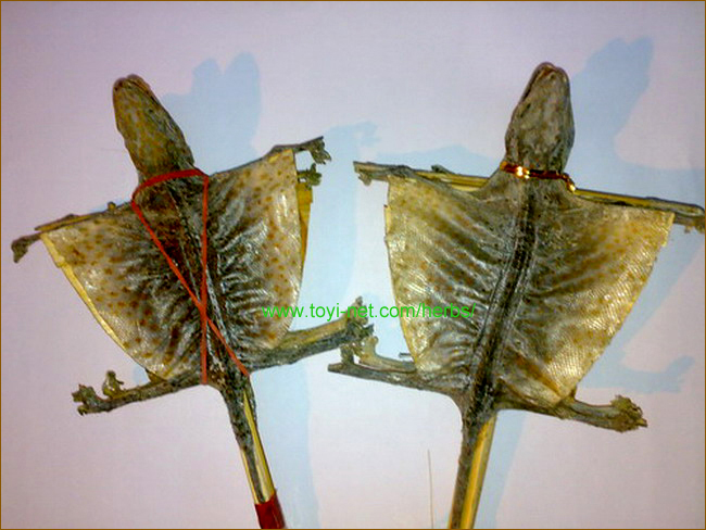 ������E����E��������̃S�E�J�C�i����j