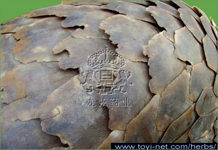 ������A����A��������̃Z���U���R�E�i���R�b�j