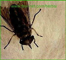 ������E����E��������̃{�E�`���E�i�����j