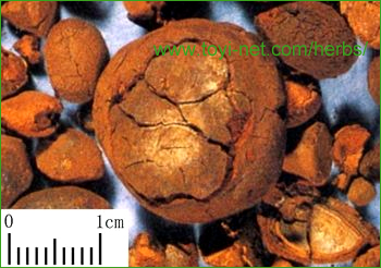 ������E����E��������̃S�E�I�E�i�����j