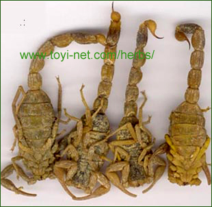 ������E����E��������̃[���J�c�i�S噁j