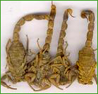 ������A��������A������l���ƑS噁A�[���J�c