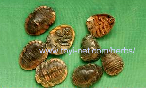 ������E����E��������̃V���`���E�i�����j