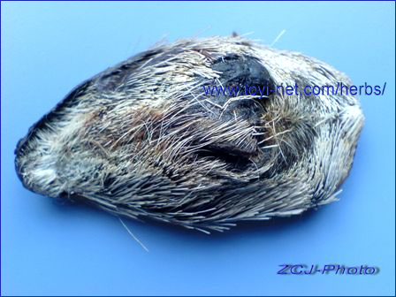 ������E����E��������̃W���R�E�i�l���j