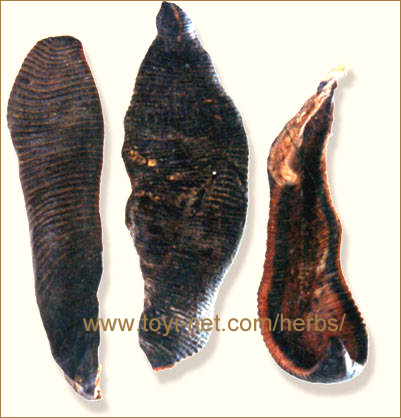 ������E����E��������̃X�C�e�c = �q���i���g�j