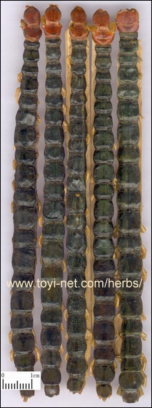 ������E����E��������̃��J�f�i�S���j