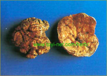 ������E����E��������̃V�J�V���i���͎ԁj