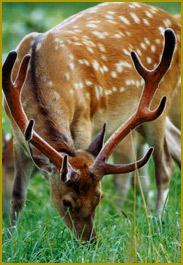 ���N�W���E�i�����j