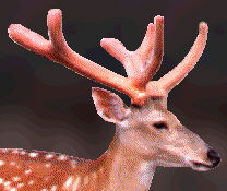 ロクジョウ(鹿茸)