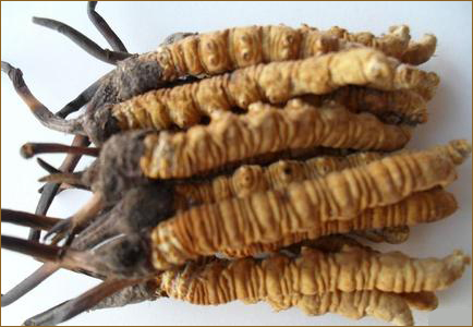 �~���đ��̎p