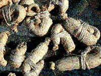 ���p��łƒ��N�l�Q