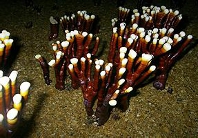 �R���ȎY�̎��p���