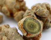 �c���l�Q�̎p